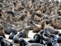 Cape Fur Seal