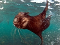 Cape Fur Seal