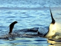 Cape Fur Seal