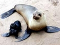 Cape Fur Seal