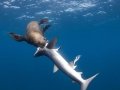 Cape Fur Seal