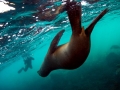 Cape Fur Seal