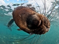 Cape Fur Seal