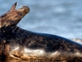 Cape Fur Seal
