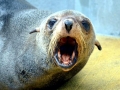 Cape Fur Seal