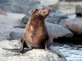 Cape Fur Seal
