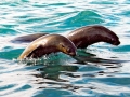 Cape Fur Seal