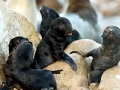 Cape Fur Seal