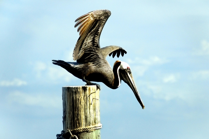 Brown Pelican
