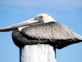 Brown Pelican