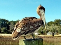 Brown Pelican