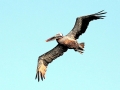 Brown Pelican