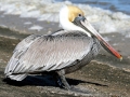 Brown Pelican