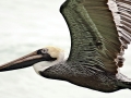 Brown Pelican
