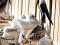 Brown Pelican