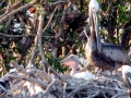 Brown Pelican