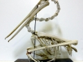 Brown Pelican