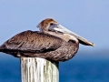 Brown Pelican
