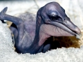 Brown Pelican