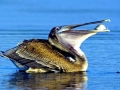 Brown Pelican
