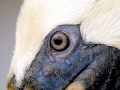 Brown Pelican