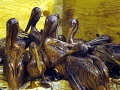 Brown Pelican