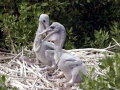 Brown Pelican