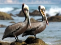 Brown Pelican