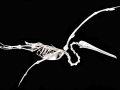 Brown Pelican