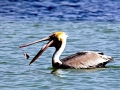 Brown Pelican
