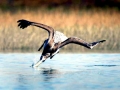 Brown Pelican