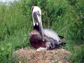 Brown Pelican