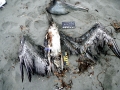 Brown Pelican