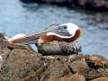 Brown Pelican