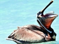 Brown Pelican