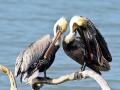 Brown Pelican
