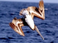Brown-Pelican