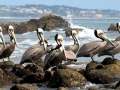Brown Pelican