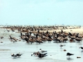 Brown Pelican