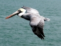 Brown Pelican