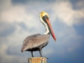 Brown Pelican