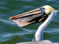 Brown Pelican
