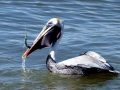 Brown Pelican
