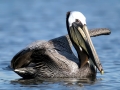 Brown Pelican