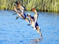 Brown Pelican