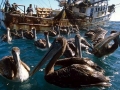 Brown Pelican
