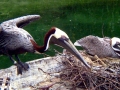 Brown Pelican