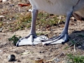 BrownPelican_1
