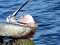 Brown Pelican