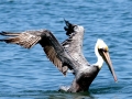 Brown Pelican